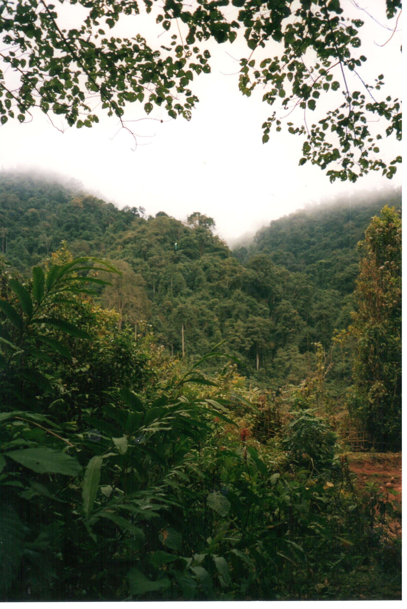 BioPerfBiz_Laos_200522