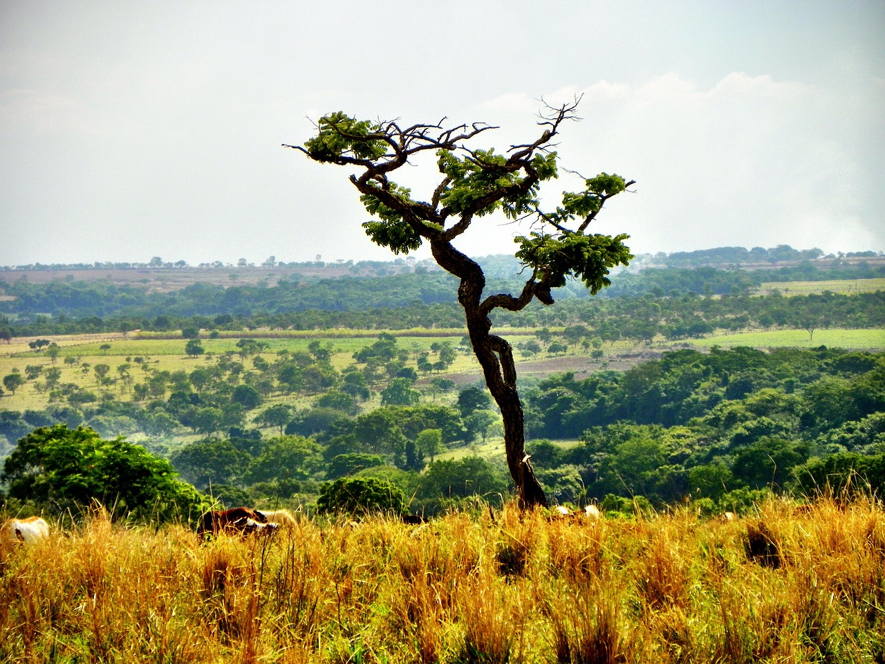 Cerrado @Rosario Xavier, Pixabay Cerrado in Brazil with logged areas and a goia, 2015, @Rosario Xavier, Pixabay